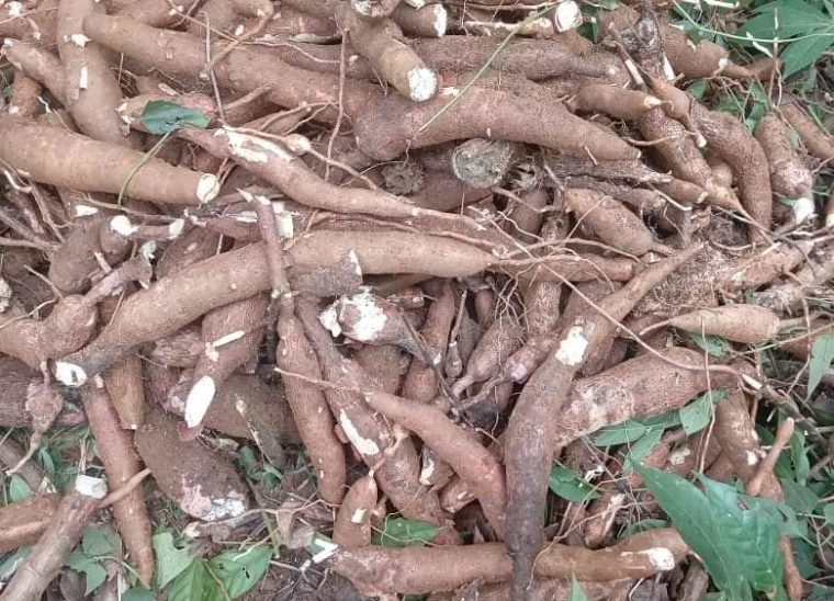 WhatsApp Image 2026-01-17 at 08.29.52