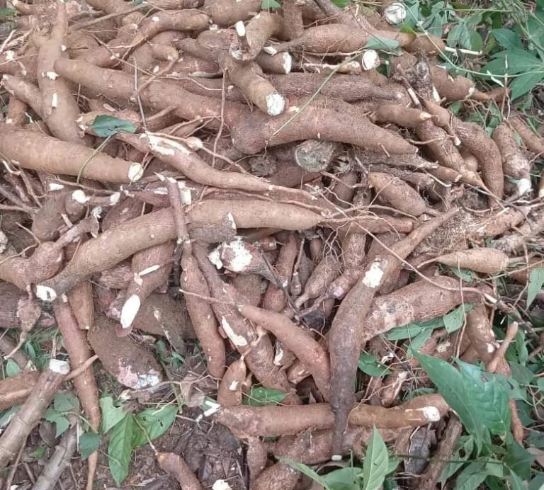 WhatsApp Image 2026-01-17 at 08.29.52